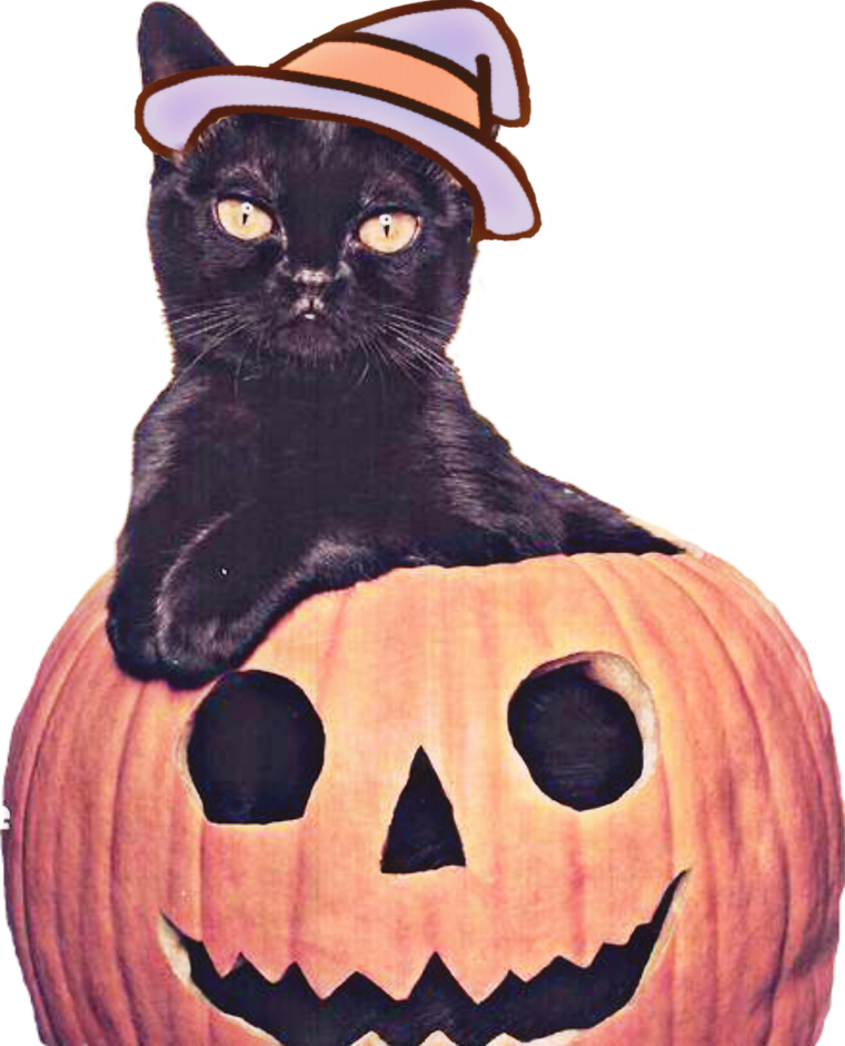 Кот с тыквой на голове