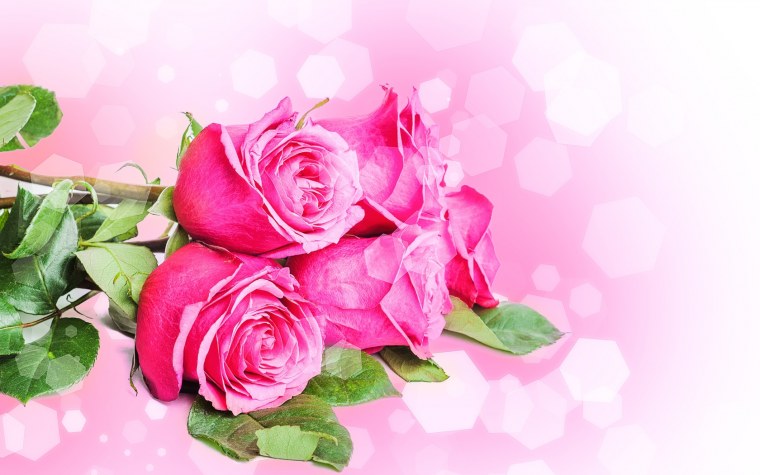 Фон цветы розы