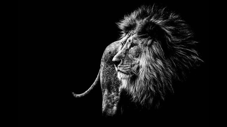Обои на рабочий стол Лев