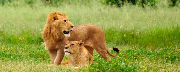 Обои на рабочий стол Лев