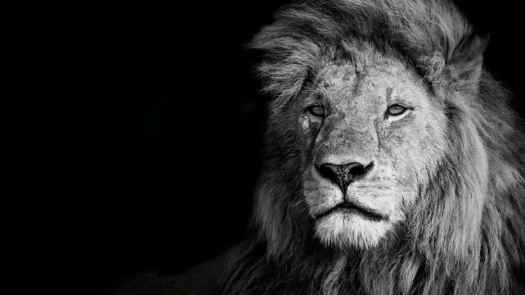 Лев картинки