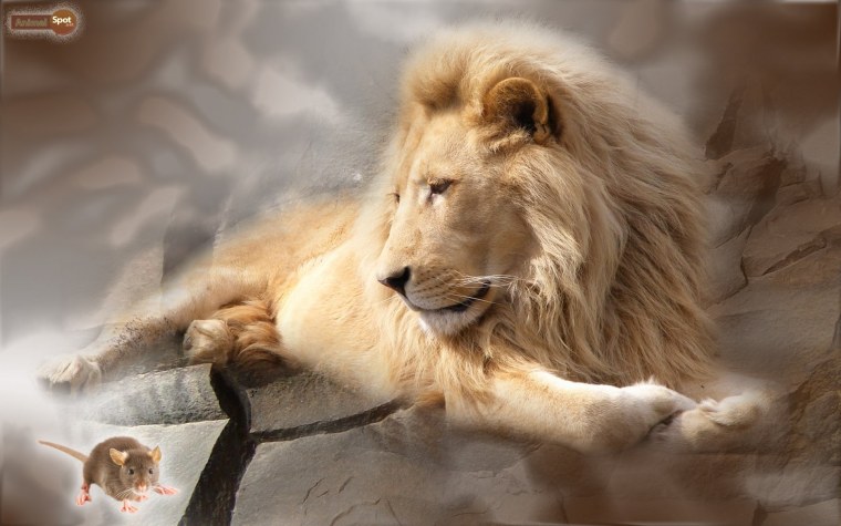 Фотообои Лев