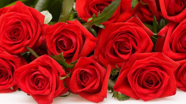 Красивые Алые розы