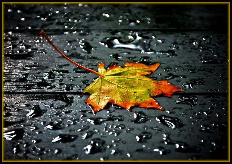 Осень листья дождь