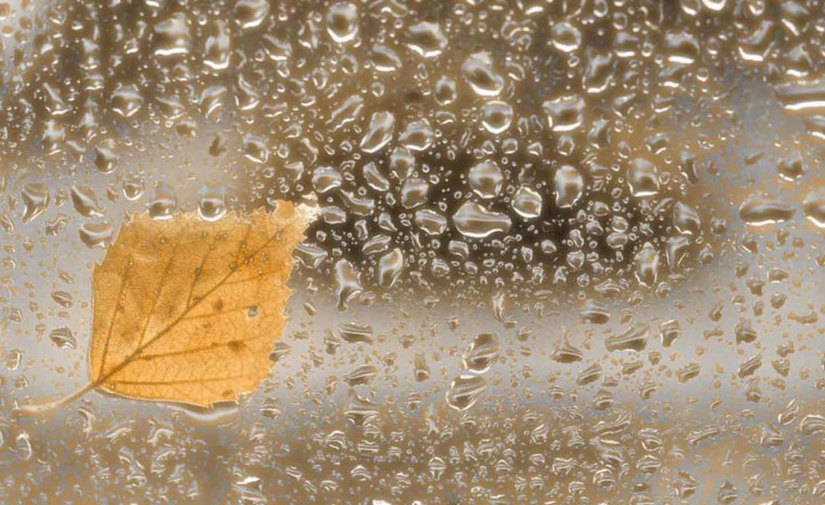 Лист на мокром стекле