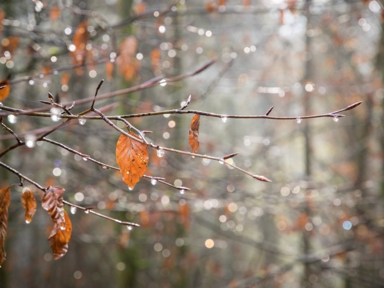 Поздняя осень