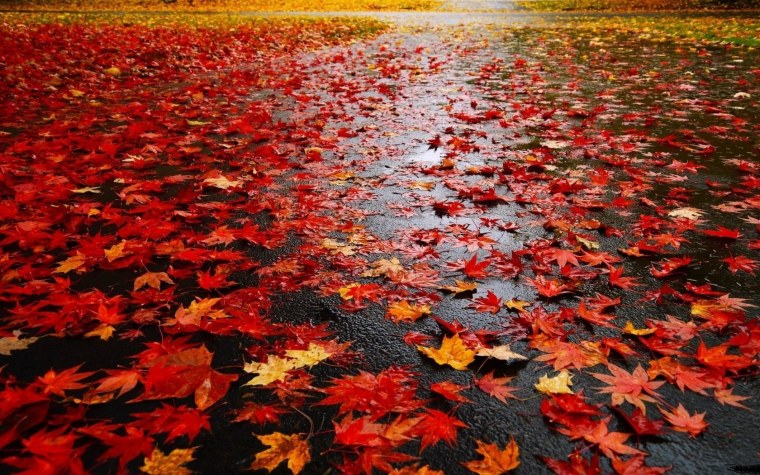 Дождливая осень