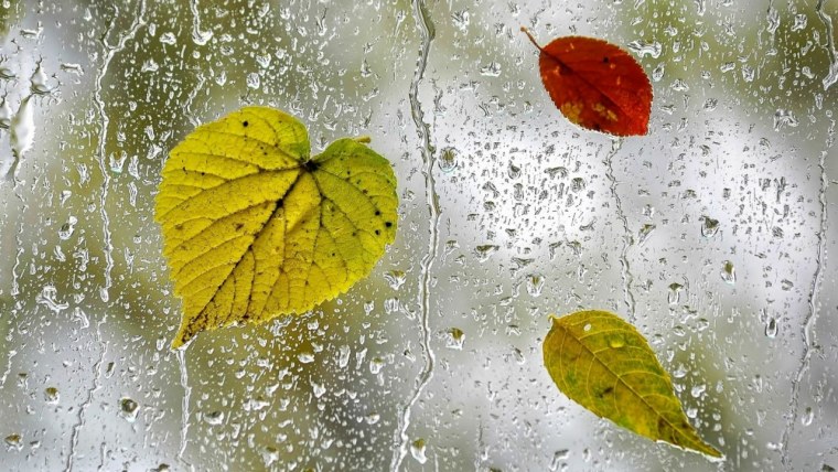 Осень дождь