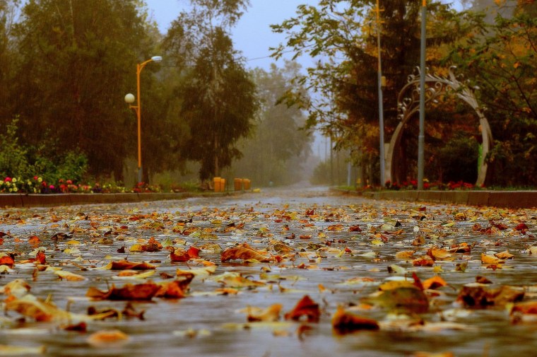 Дождливая осень