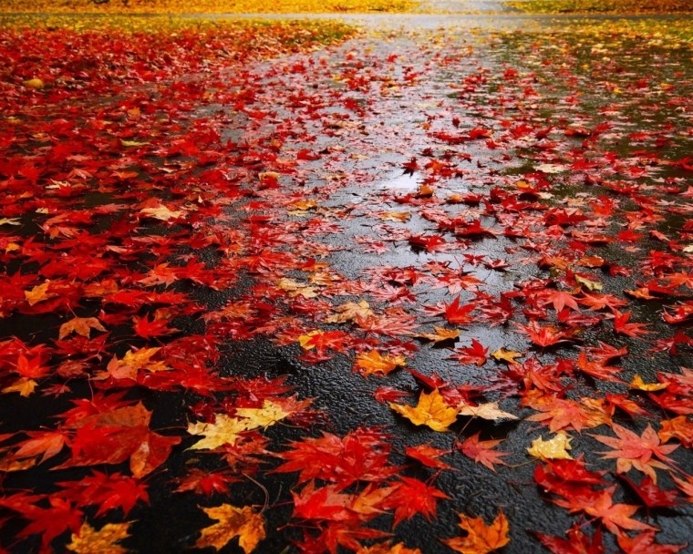 Осень дождь