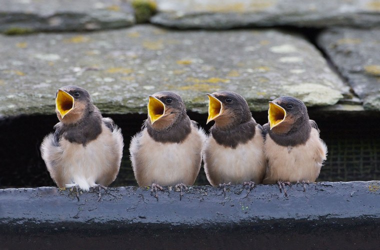 Красивый Соловей