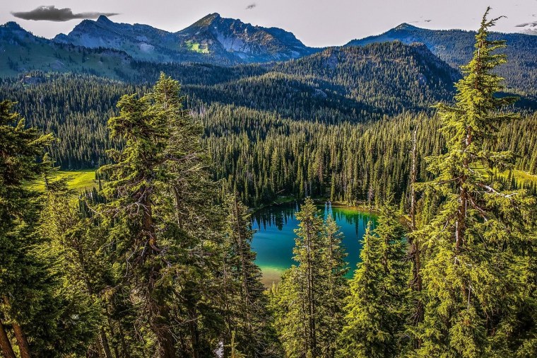 Тайга Северной Америки