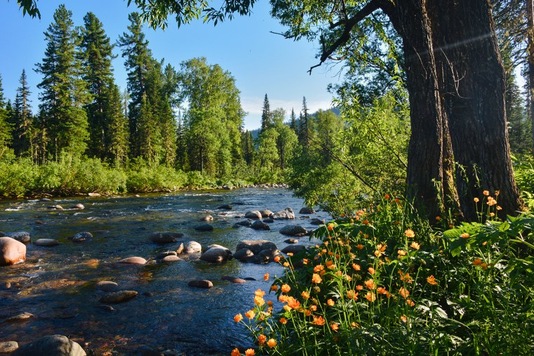 Лето в тайге