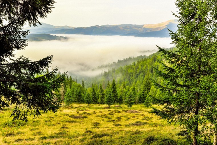 Тайга (хвойные леса) Сыктывкар