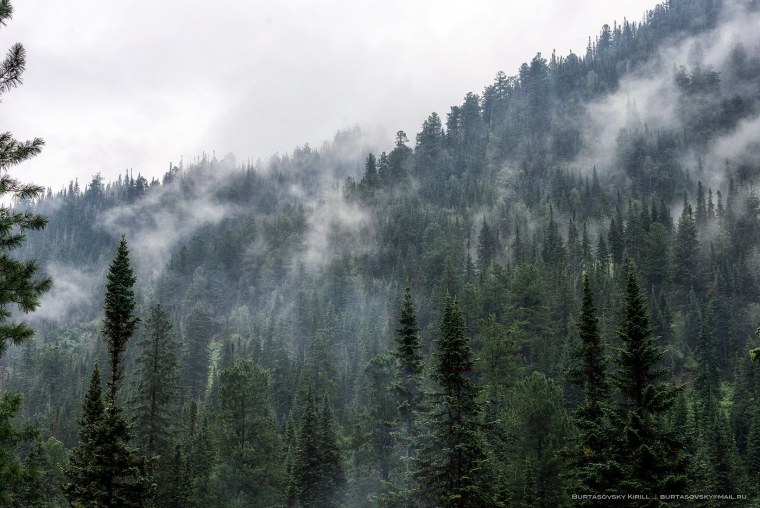 Туманный лес Байкал Хамар Дабан