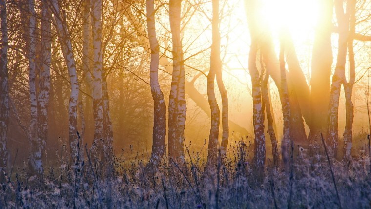 Весенний лес