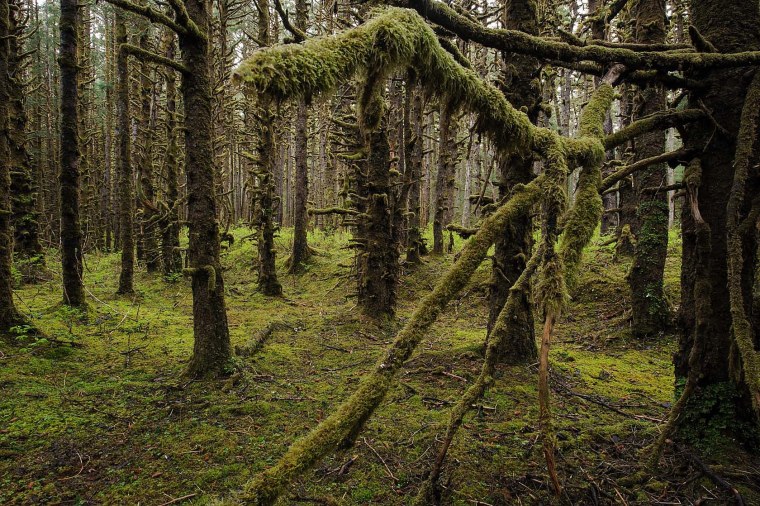 Деревья в диком лесу
