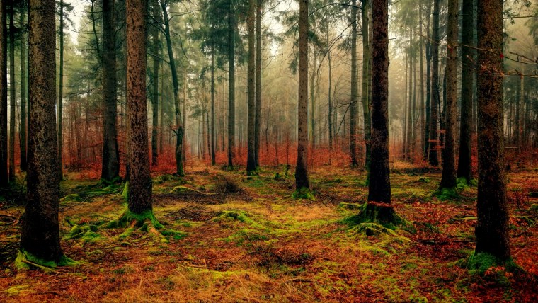 Кэрсивин Ирландия лес