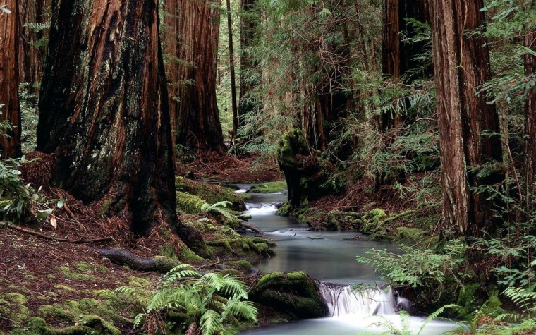 Дикая Лесная чаща