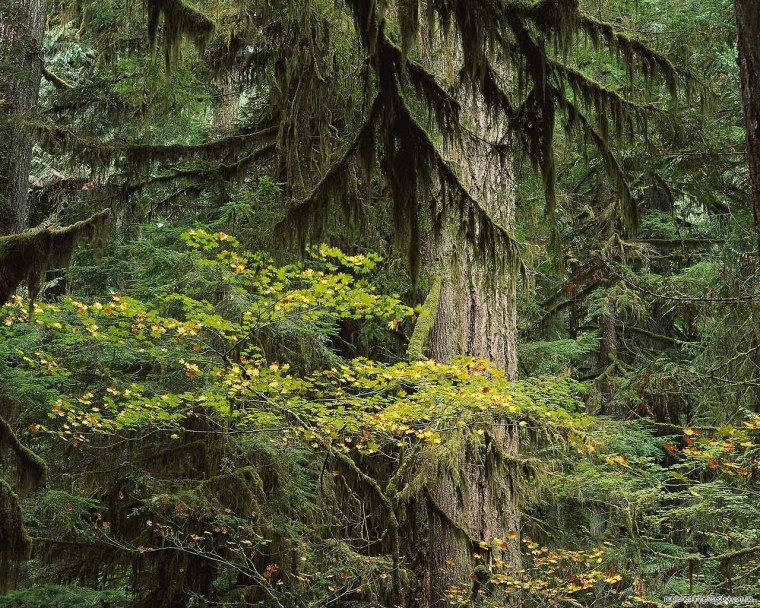 Фотограф и Лесные животные картина