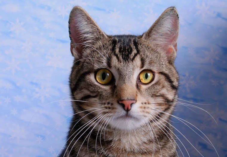 Кошка европейская короткошерстная серая полосатая