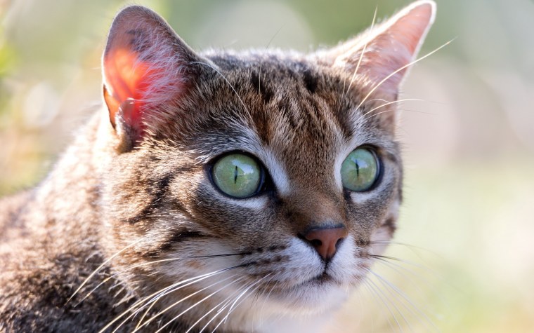 Взгляд кошки