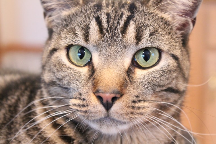 Серая кошка с голубыми глазами