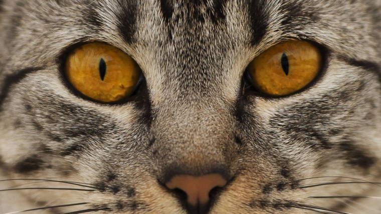 Кошачья мордочка