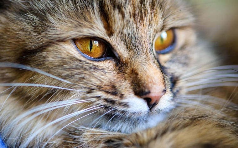 Кошачья мордочка