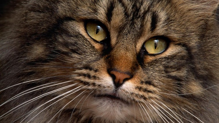 Красивые коты