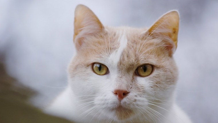 Морда кошечки