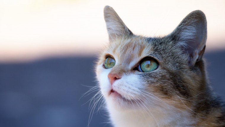 Кот с зелеными глазами