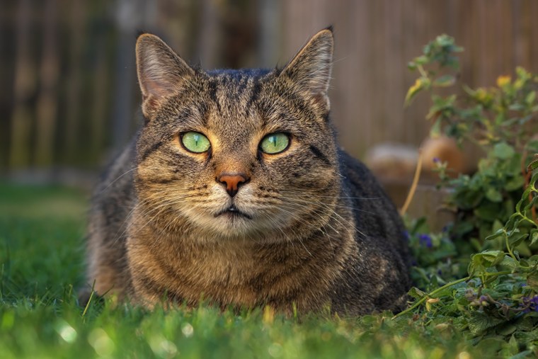 Полосатая кошка морда