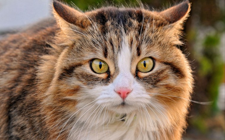 Морды животных