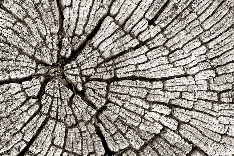 Текстура дерева