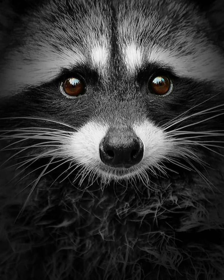 Морда енота