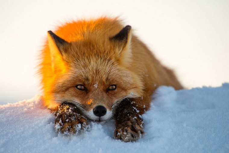 Первозданная Россия лиса