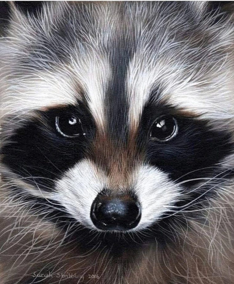 Енот полоскун аватар