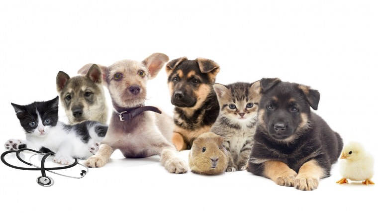 Рамки для домашних животных