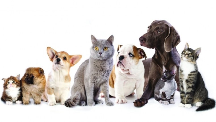 Домашний питомцы ЗОЛМАГАЗИН