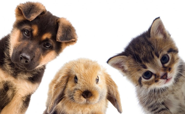 Питомцы на прозрачном фоне