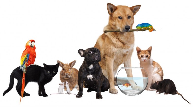 Животные на Светлом фоне