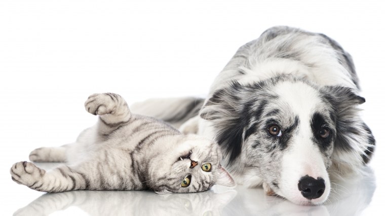 Домашние животные