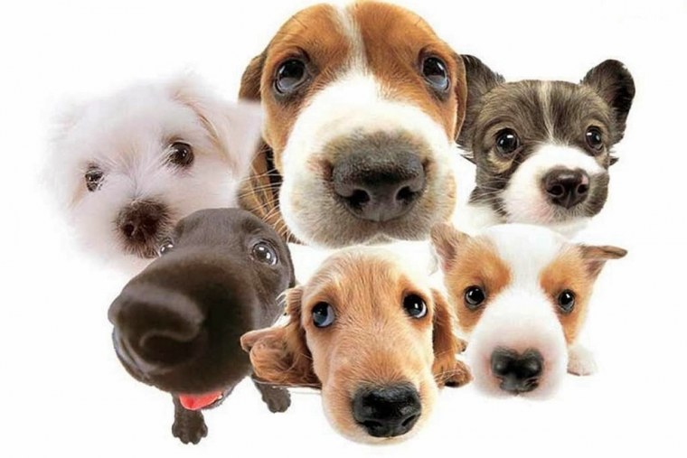 Красивый фон для зоомагазина