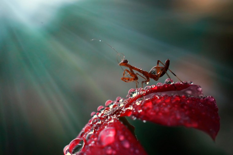 Муравей и капля росы