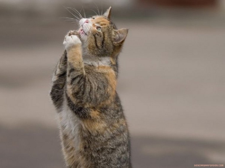 Кот просит прощения