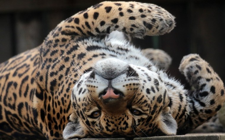 Белый Ягуар животное