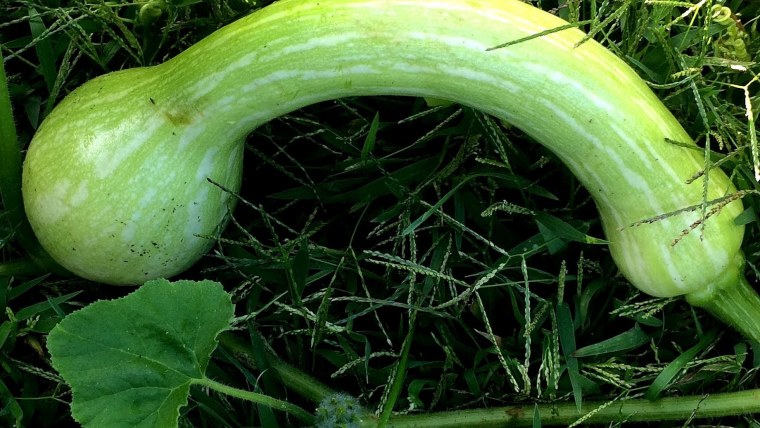 Кабачки фаршированные овощами в духовке