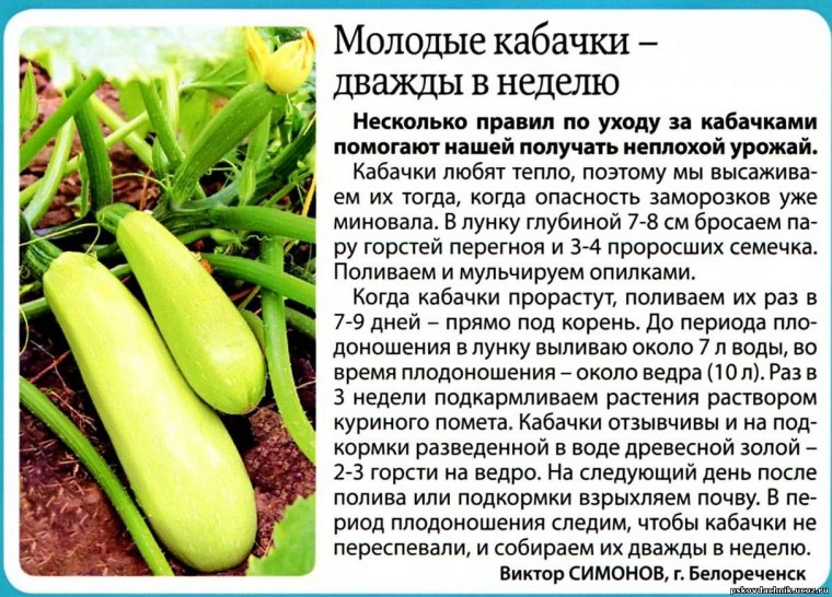 Тыквенные овощи список