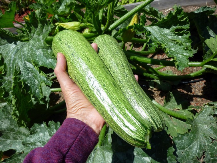 Кабачки цукини патиссоны